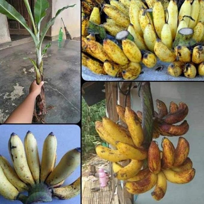 

Terlaris Bibit Pisang Raja Sereh Pohon