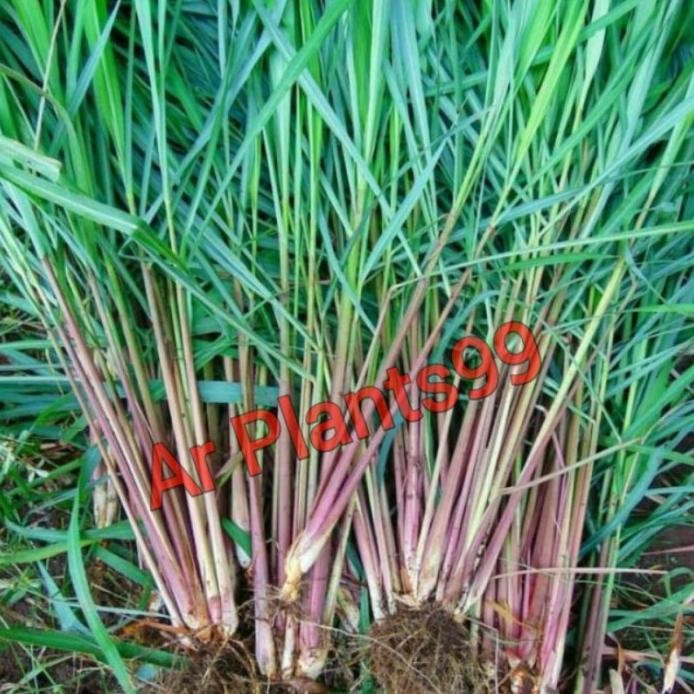 

Terlaris Bibit Sereh Wangi / Sereh Merah Siap Tanam