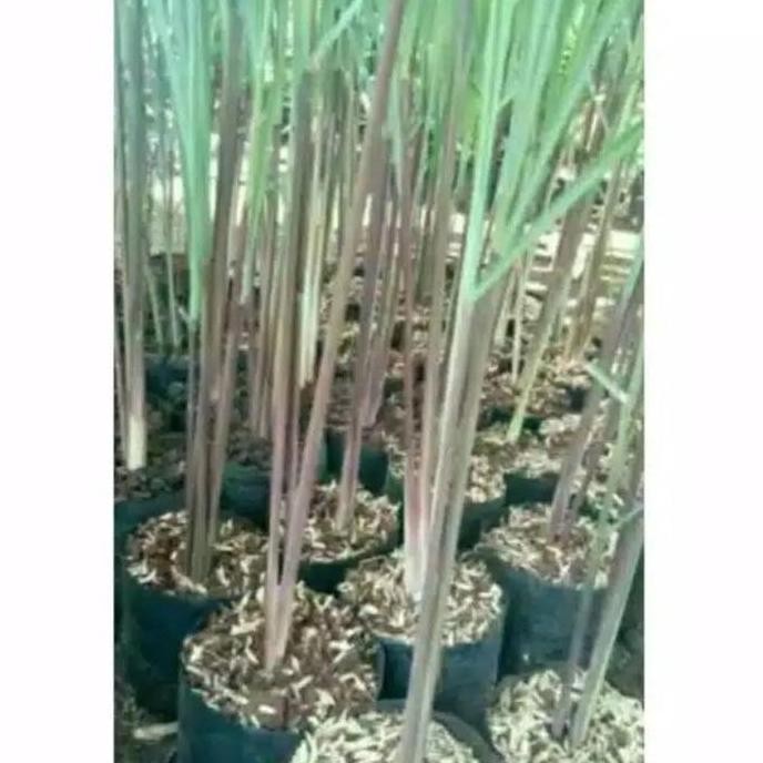 

Terlaris Bibit Sereh Kualitas Super