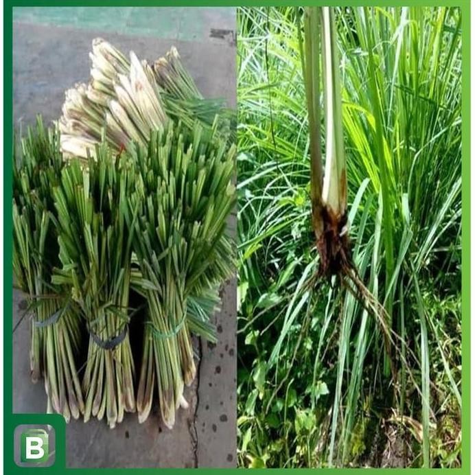 

Terlaris Bibit Sereh Serai Putih 500 Gram