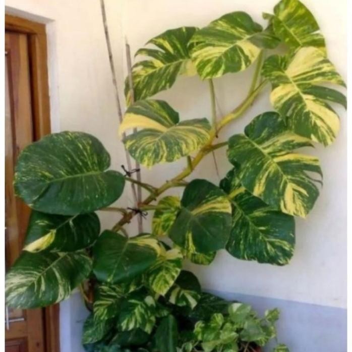

Terlaris Bibit Epipremnum Aureum /Monstera Raisa -Sirih Gading Jumbo Varigata (Batang) Terlaris Ready Gys