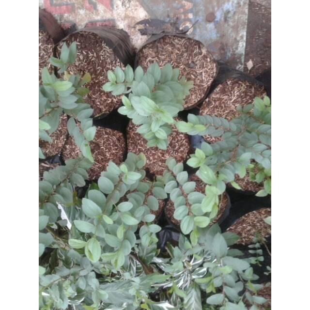 Tanaman Bidara Arab Asli - Pohon Bidara