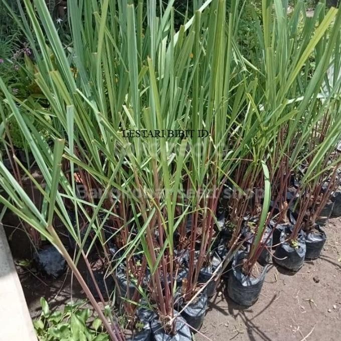 

Terlaris Bibit Tanaman Sereh Merah | Herbal Sereh Wulung