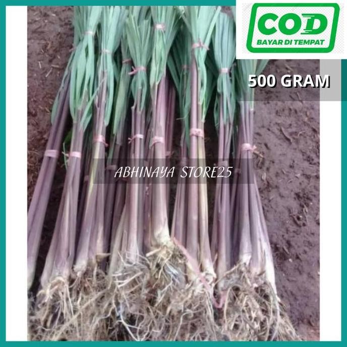 

Terlaris Bibit Batang Sereh Wangi - Bibit Serai Merah 500Gram