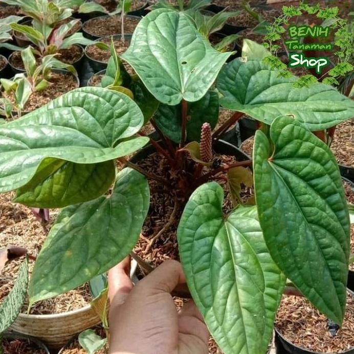 

Terlaris Bibit Tanaman Hias Anthurium Sirih - Bunga Anthurium Sirih Bunga Hias