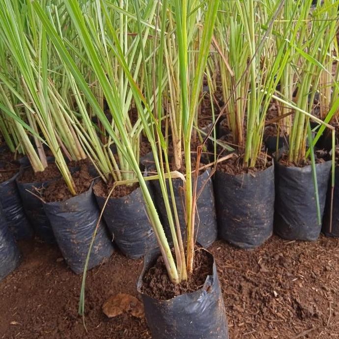 

Terlaris Bibit Sereh Dapur Untuk Bumbu Bisa Ditanam Di Polybag
