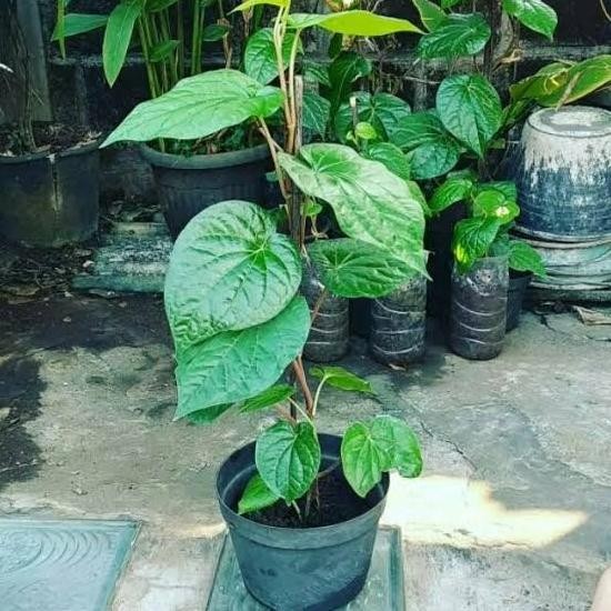 

Terlaris Bibit Daun Sirih Hijau Herbal .