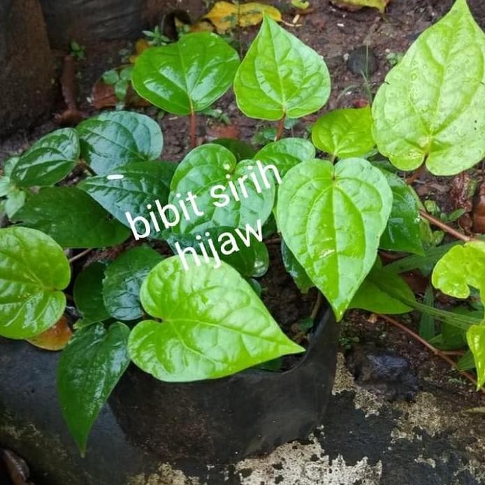 

Terlaris Tanaman Bibit Daun Sirih Hijaw - Tanaman Herbal Sirih - Hijaw