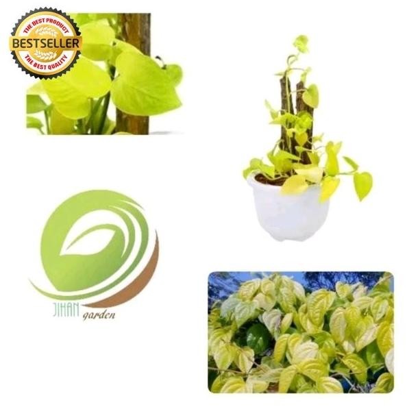 

Terlaris Bibit Daun Sirih Kuning-Sirih Gading-Srigading Kuning