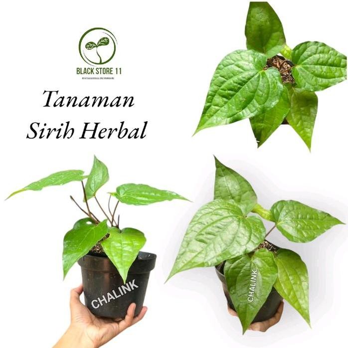 

Terlaris Bibit Tanaman Daun Sirih Hijau - Tanaman Herbal Sirih