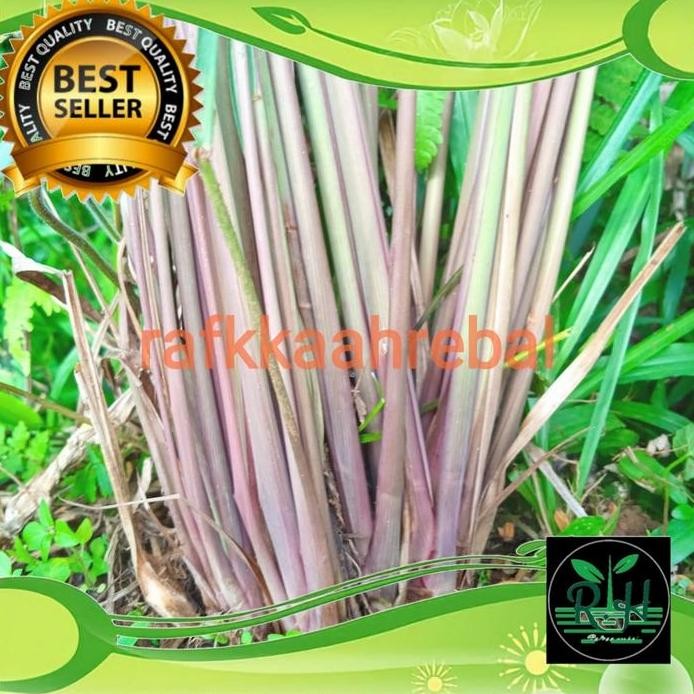 

Terlaris Bibit Sereh Wangi Sereh Merah Isi 10