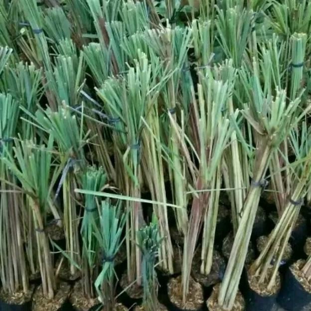 

Terlaris Bibit Tanaman Sereh Bumbu Masak Dan Obat Herbal - Beli 3 Gratis 1 Eeee