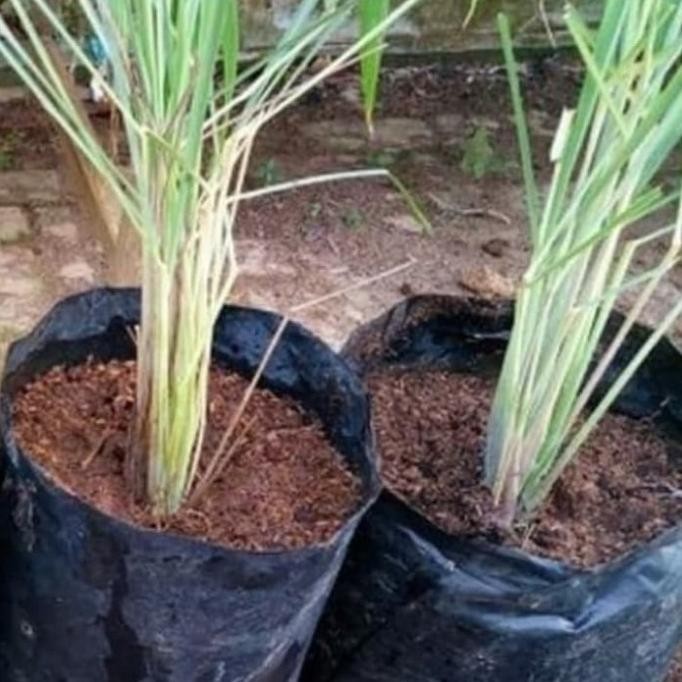 

Terlaris Bibit Tanaman Sereh Sayur - Pohon Akar Serai Bahan Bumbu Masak Eeee