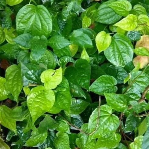 

Terlaris Bibit Tanaman Herbal Daun Sirih Hijau