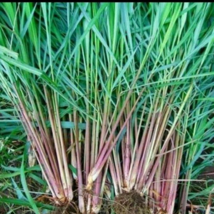 

Terlaris Terbatas Bibit Sereh Wangi,Sereh Lanang,Sereh Merah,Tanaman Herbal,Harga/Batang