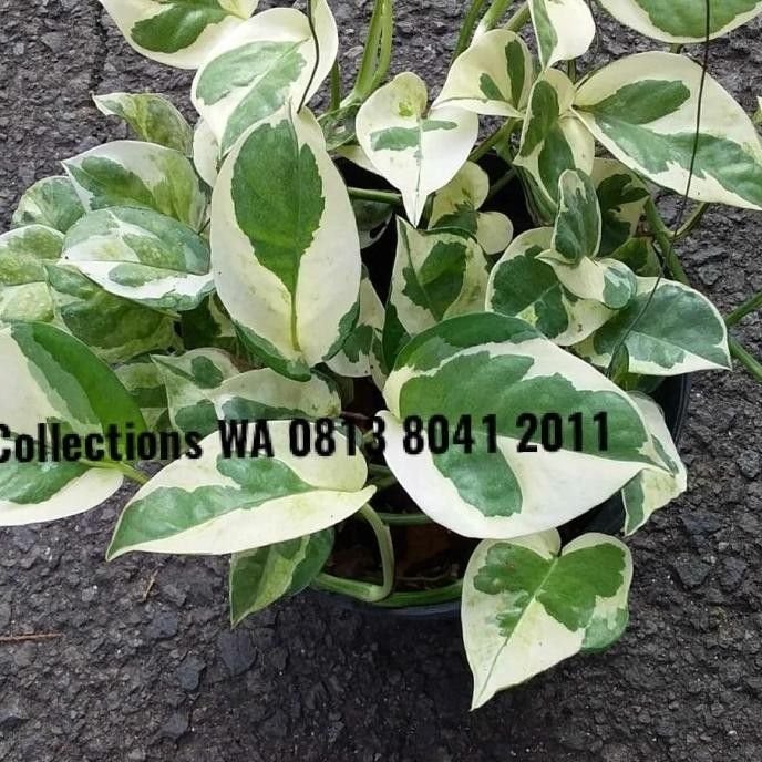 

Terlaris Bibit Tanaman Hias Gantung Sirih Gading Variegata Corak Besar Murah