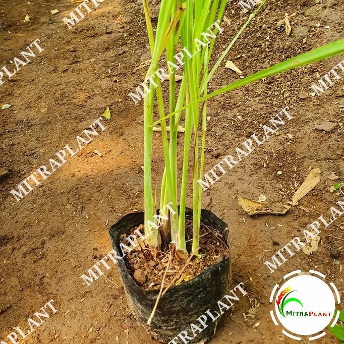 

Terlaris Bibit Tanaman Sereh - Pohon Akar Serai Bahan Bumbu Masak Barang Super
