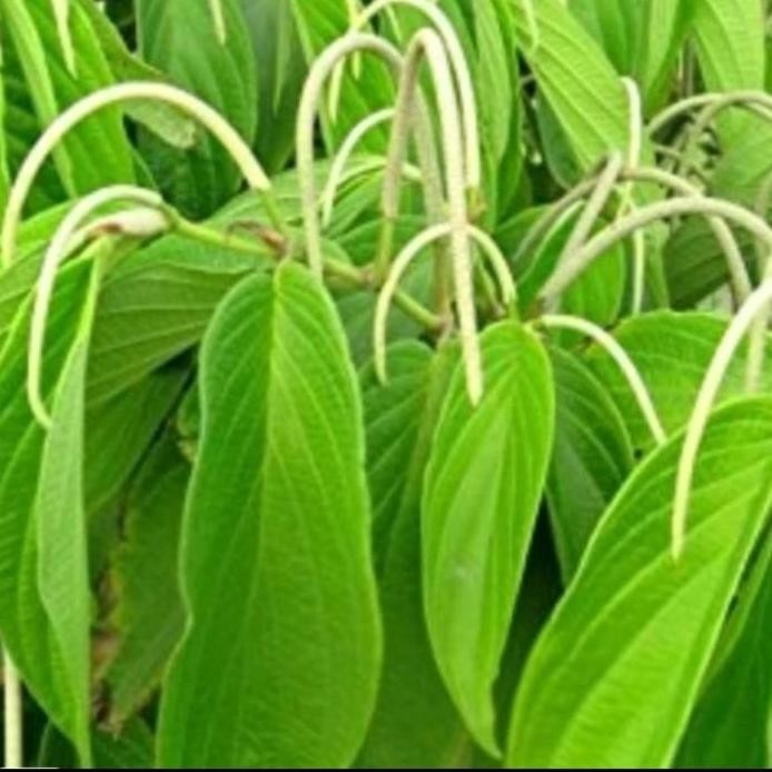 

Terlaris Bibit Sirih Hutan,Bibit Tanaman Herbal Sirih Hutan Sudah Lebat,Murah