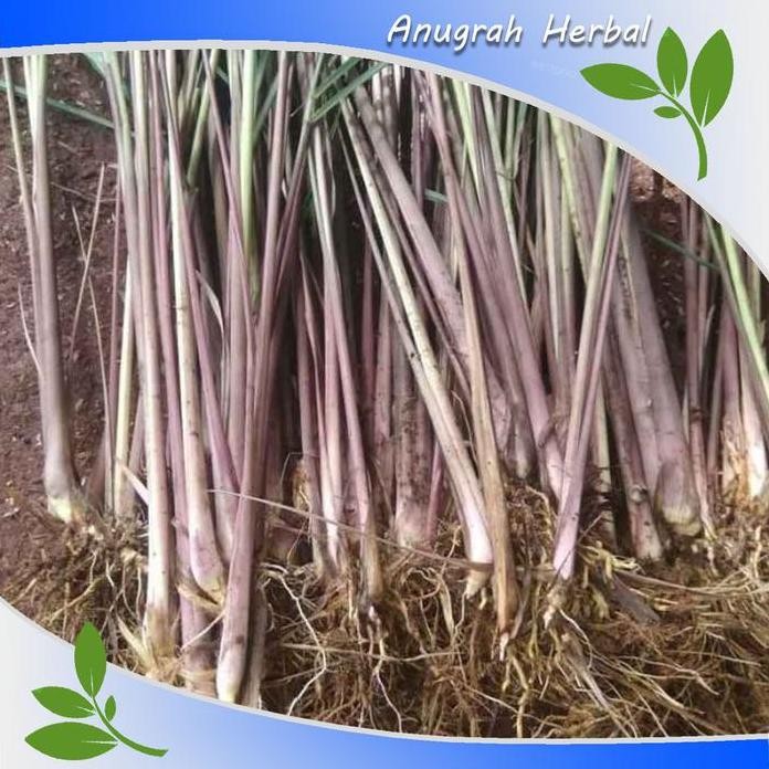 

Terlaris Bibit Pohon Sereh Merah / Sereh Wangi 3-5 Batang Plus Akar 100% Tumbuh