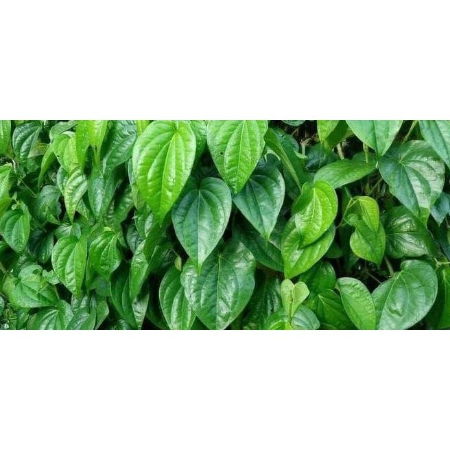 

Terlaris Newest Bismillah Daun Sirih Hijau / Bunga / Bibit / Kembang / Tanaman
