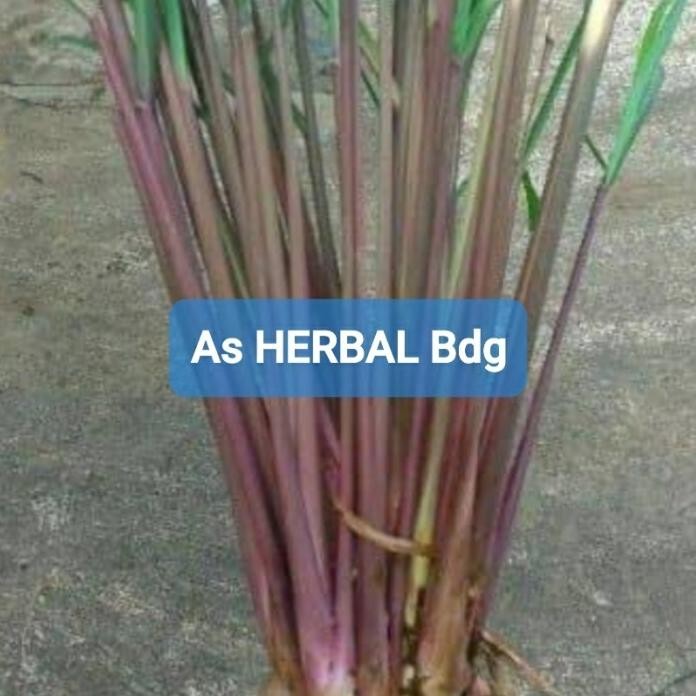 

Terlaris Bersama Sehat! Jual Bibit Sereh Merah Sereh Wangi Serai Wangi Serai Merah 1 Kg