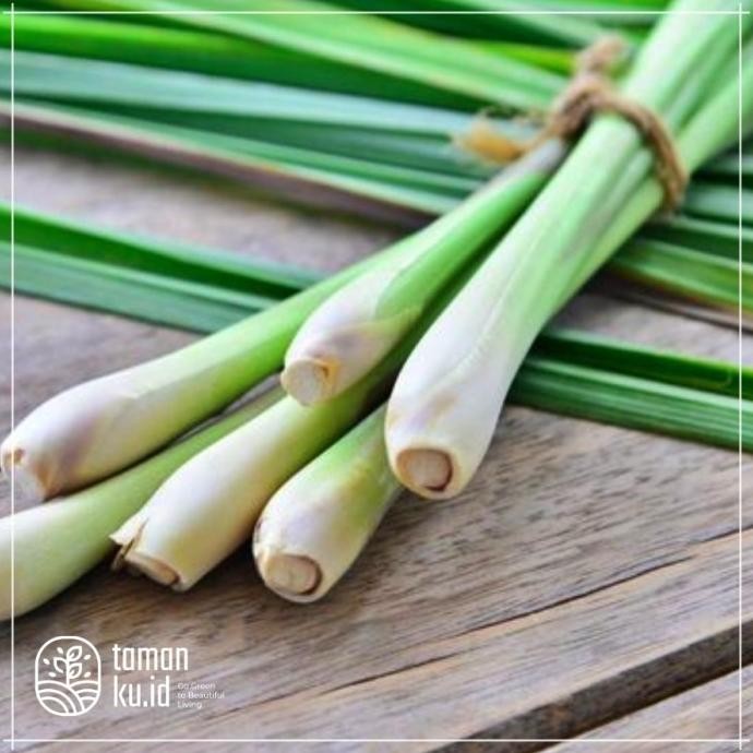 

Terlaris Bibit Tanaman Serai Ngi / Sereh Merah / Tanaman Serai Herbal Istimewa