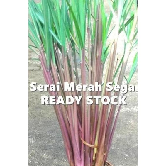

Terlaris Promo 100 Batang Bibit Sere Sereh Wangi Atau Serai Merah Segar Banyak Manfaat