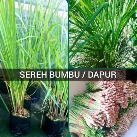 

Terlaris Best Sereh Bumbu Bibit Tanaman Dapur Pohon Serai Masak