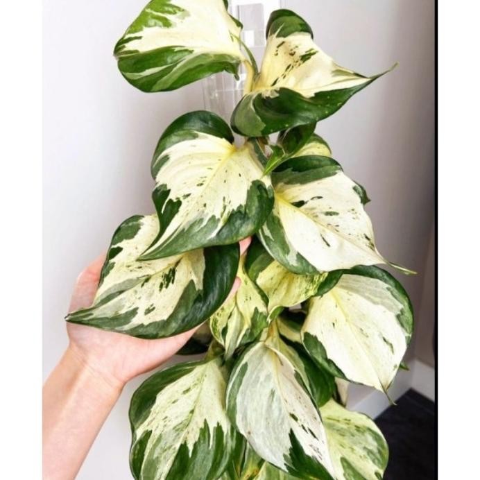 

Terlaris Tukuyuu Tanaman Hias Bunga Sirih Gading Manjula Varigata - Murah Merah Bukan Bonggol Bibit - Tanaman Hias Hidup - Bunga Hidup - Bunga Aglonema - Aglaonema Merah - Aglonema Merah - Aglonema Murah - Aglaonema Murah