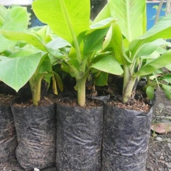 

Terlaris Unik Bibit Tan Buah Pisang Raja Sereh Unggul Berklitas Genjah Unik Premium