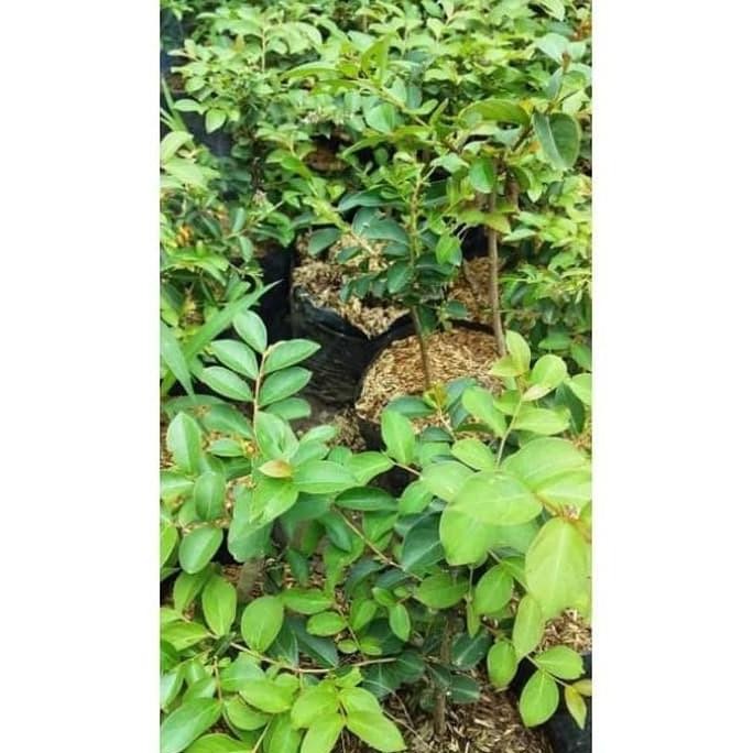 BARANG SUPER POHON Bibit Buah Tanaman sakura asli jepang Okulasi Cepat Berbuah