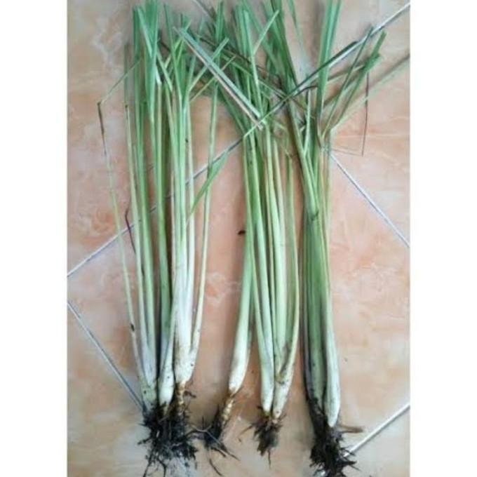 

Terlaris Bibit Tanaman Sereh Putih Bumbu Dapur