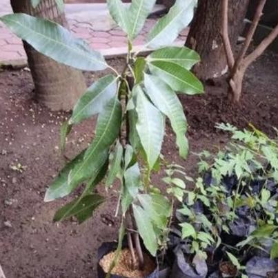 Bibit Tanaman Mangga Manalagi hasil Okulasi//cangkok PREMIUM