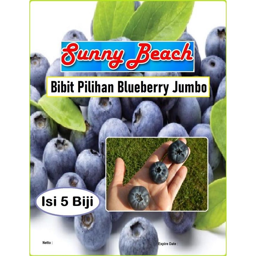 Bibit Pilihan Blueberry Jumbo | Biji Buah Blueberry Jumbo POLIBAG