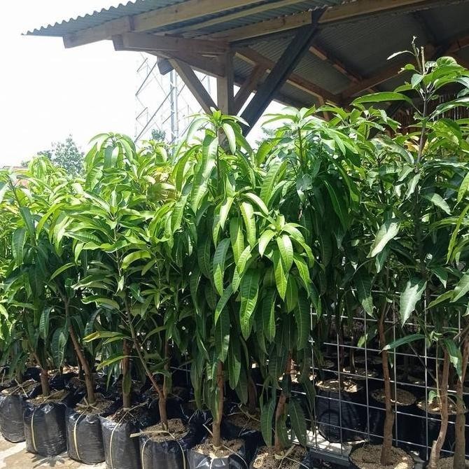 Bibit Tanaman Mangga Mahatir 1 Meter-Pohon Mangga Mahatir 1 Meter Asli PREMIUM