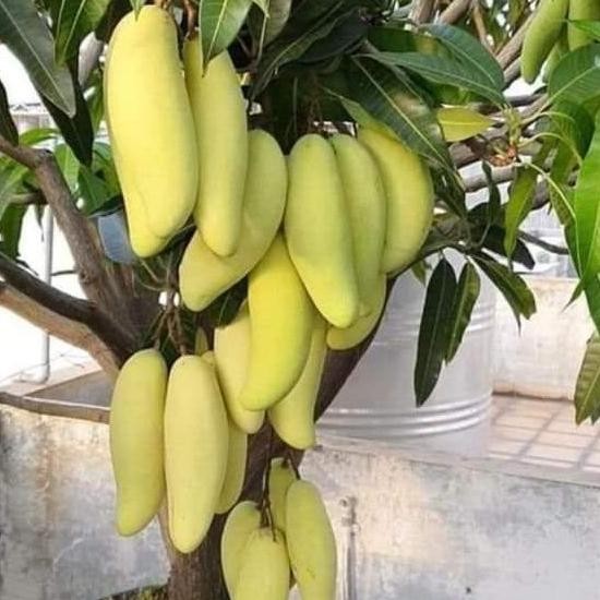 bibit tanaman mangga golek india pohon mangga golek PREMIUM