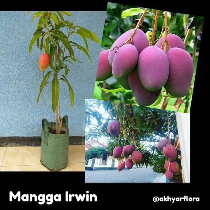 Bibit Mangga Irwin Tanaman Buah Mangga Irwin Erwin Mangga Ungu PREMIUM