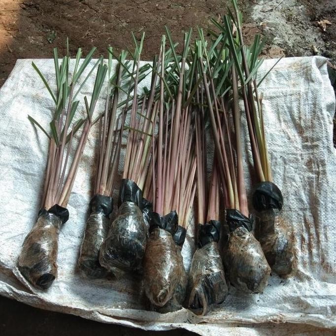 

Terlaris (Diskon) Bibit Pohon Sereh Merah / Sereh Ngi Bestseller