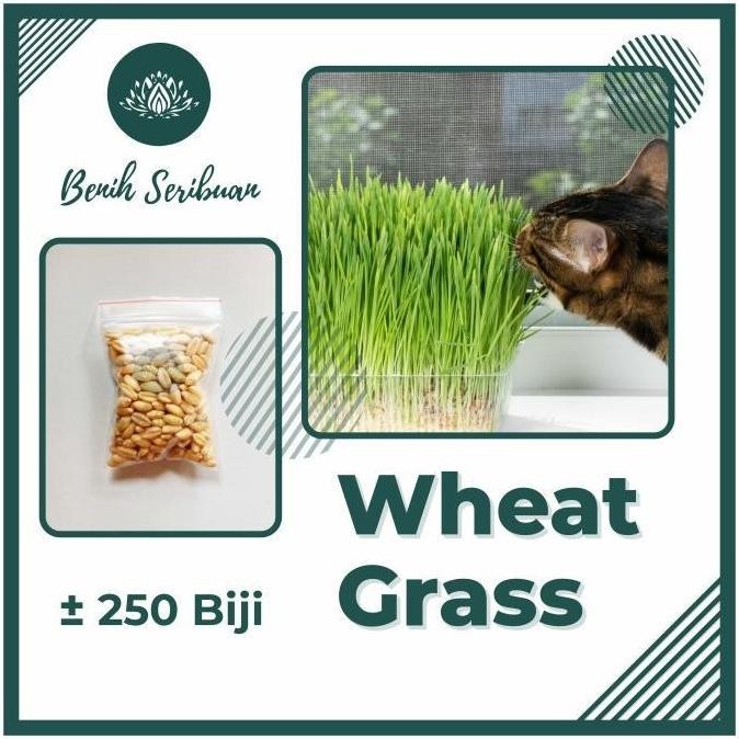 

Terlaris 250 Biji Benih Bibit Wheatgrass Organik Rumput Gandum Kucing Import