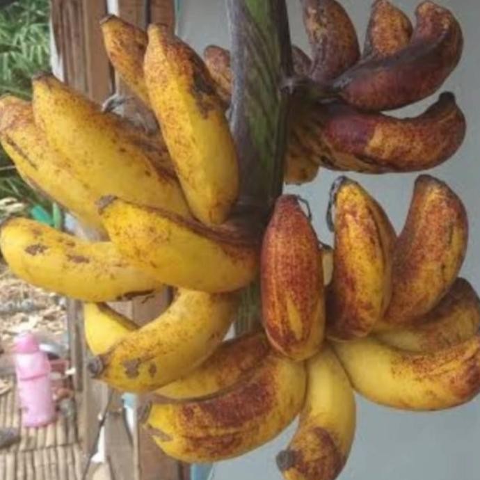 

Terlaris Bibit Tanaman Buah Pisang Raja Sereh Unggul Berklitas Super Genjah Premium