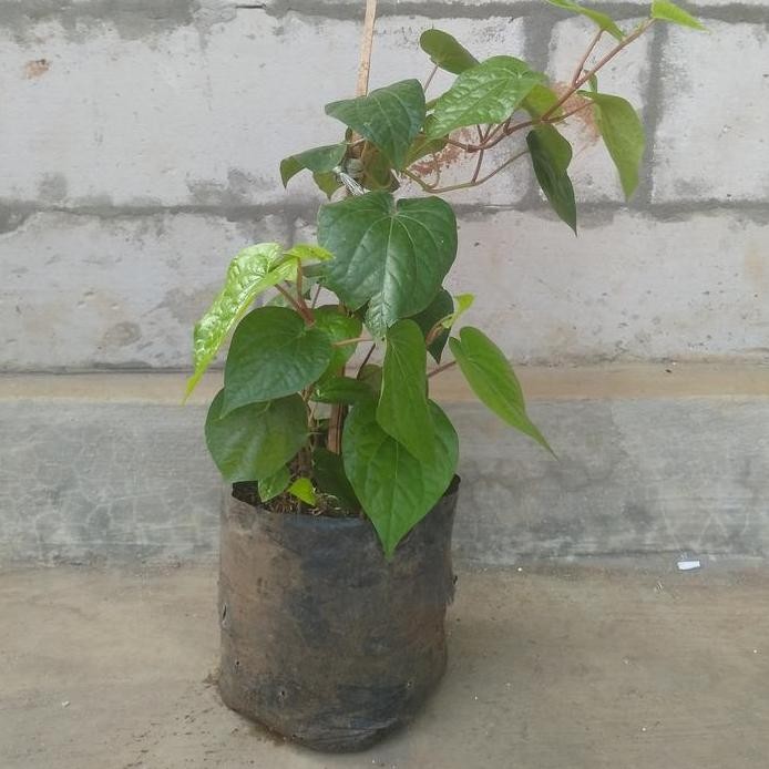 

Terlaris Bibit Tanaman Sirih Hijau Obat Herbal