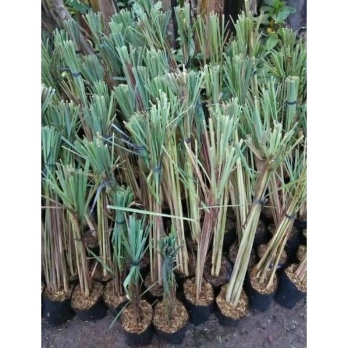 

Terlaris Bibit Tanaman Serai Bumbu Dapur / Sereh