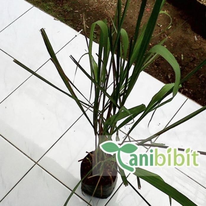 

Terlaris [Goodseller] Tanaman Sereh Wangi Merah - Bibit Serai Minyak Pohon Herbal Berakar
