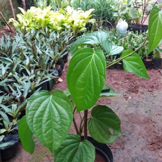 

Terlaris Tanaman Hias,Bibit Tanaman Herbal Sirih Hijau/Pohon Sirih/Herbal