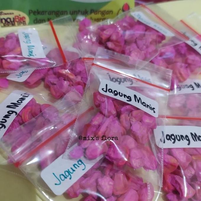 

Terlaris Bibit Jagung Manis