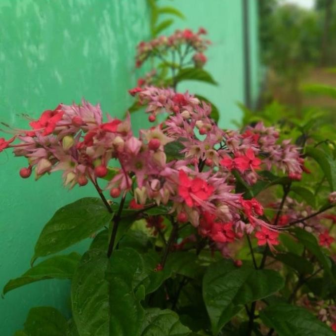 

Terlaris Bibit Tanaman Hias Nona Makan Sirih Bunga Merah