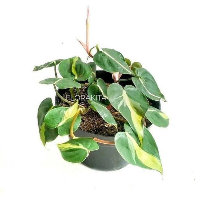 

Terlaris Tanaman Hias Sirih Gading Brazil - Philo Brazil - Bibit