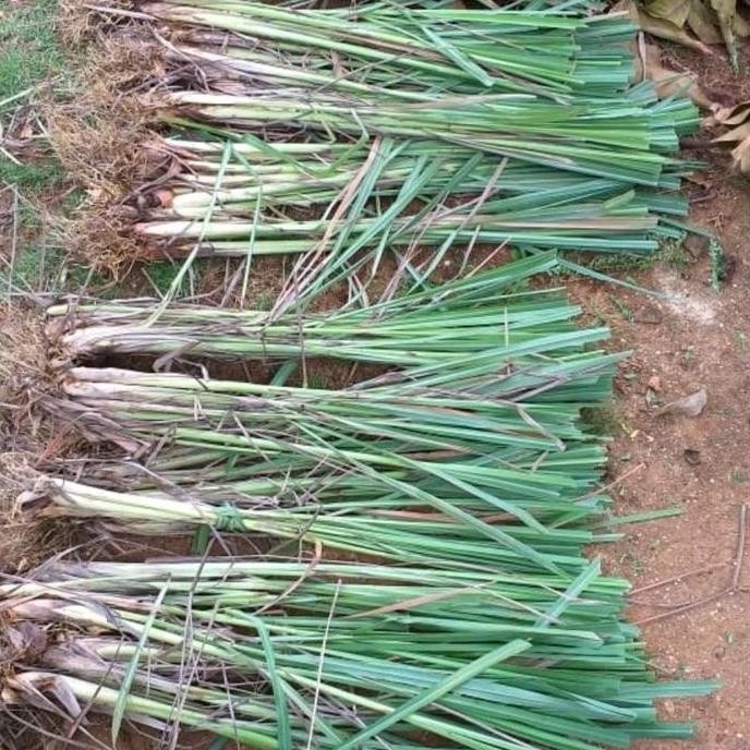 

Terlaris Bibit Sereh Sayur