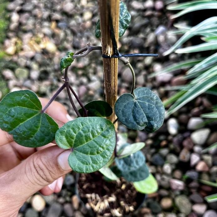 

Terlaris Bibit Tanaman Herbal Sirih Hitam (Piper Betle Var. Nigrum)