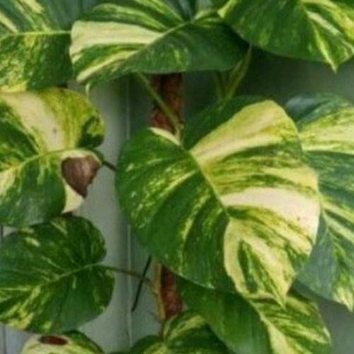 

Terlaris New Promo Bibit Sirih Gading Jumbo Varigata (Batang/Stek)Ukuran 30Cm,